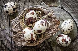 鹌鹑蛋的4大营养价值 居然不比鸡蛋高