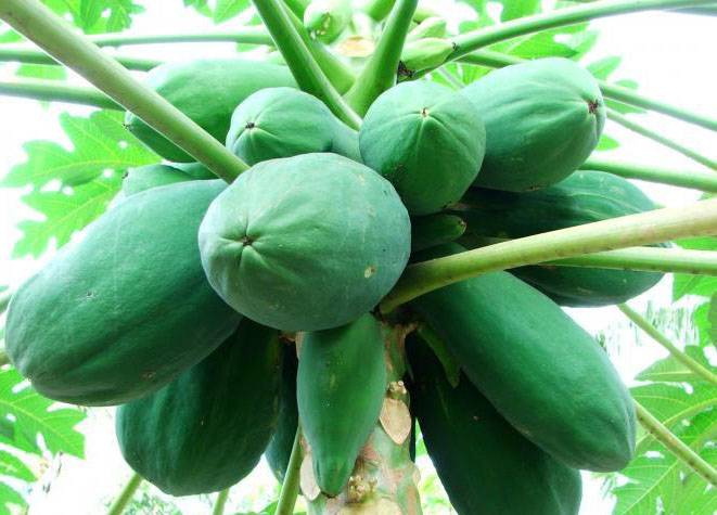 青木瓜应该怎么吃 帮你分析青木瓜的营养