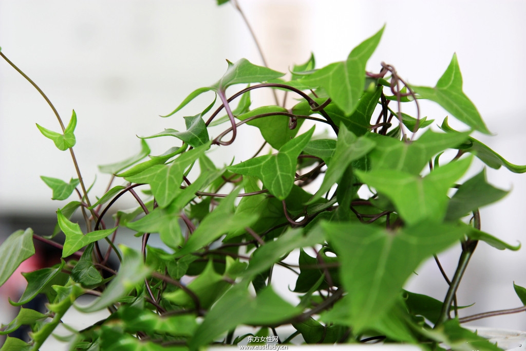 6款适合室内养的植物 让你生机勃勃招财又进宝