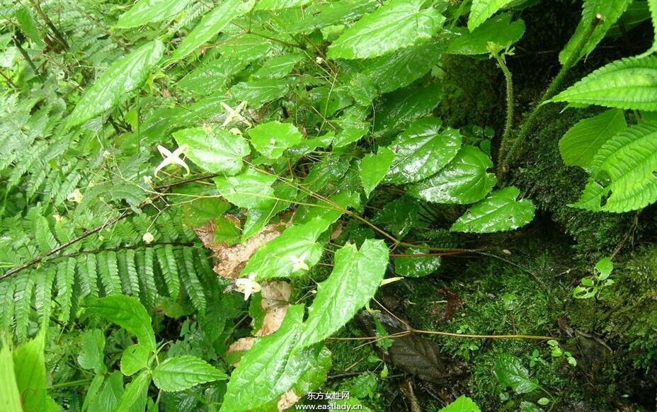 淫羊藿的功效与作用及食用方法大全