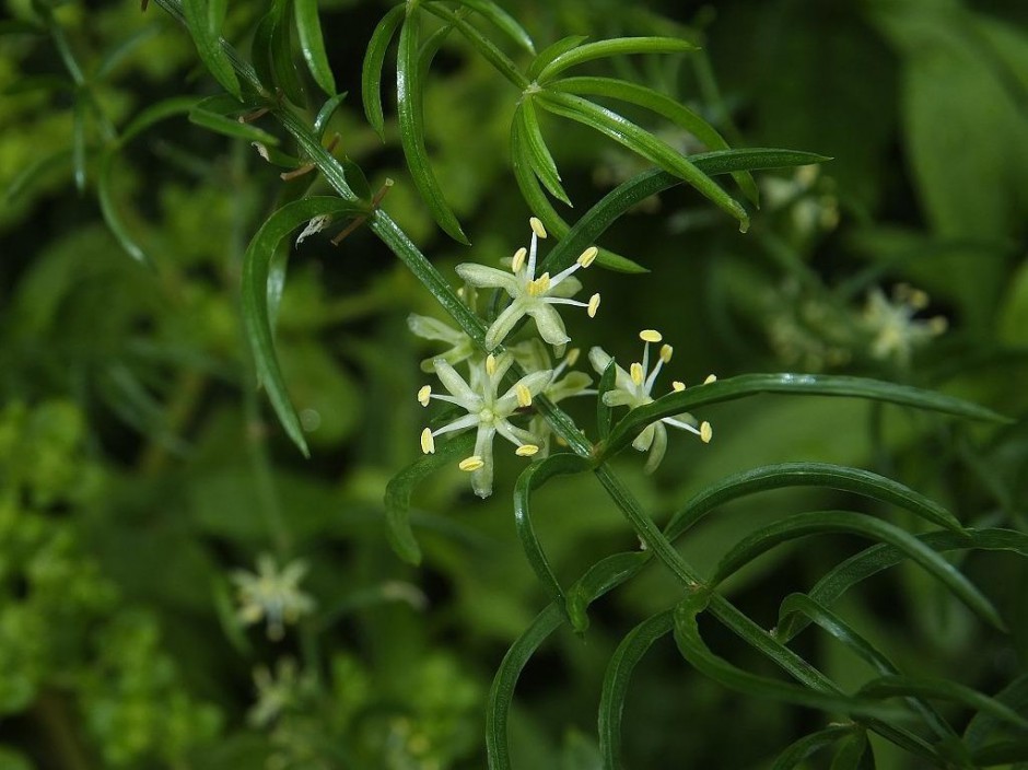 天门冬的功效与作用 药用价值有多高