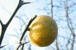 乳腺增生的食疗方法 不及时治疗小心引发乳腺癌