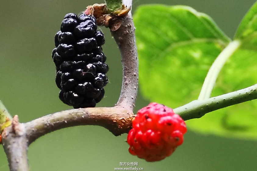 孕妇可以吃桑葚吗 都有哪些好处