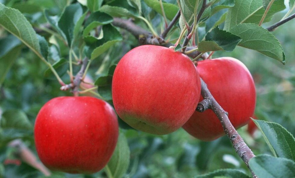 一天当中什么时候吃苹果是最好的