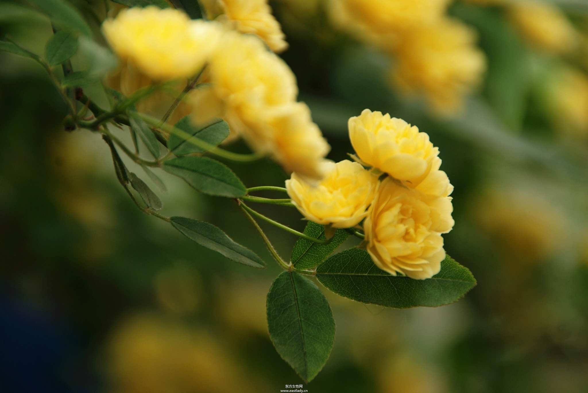 木香有何作用与功效 原来木香还有这作用