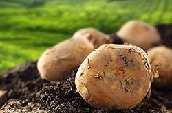 探究山药蛋的功效与作用 这些你要知道