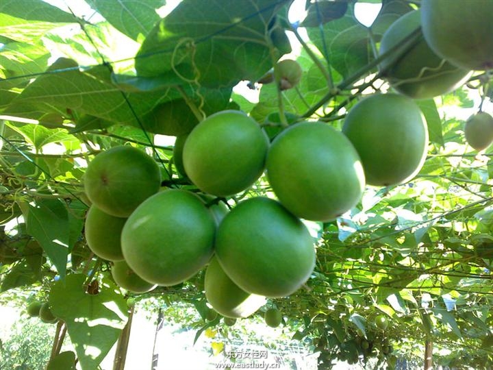 罗汉果的功效与作用 罗汉果怎么食用效果最佳