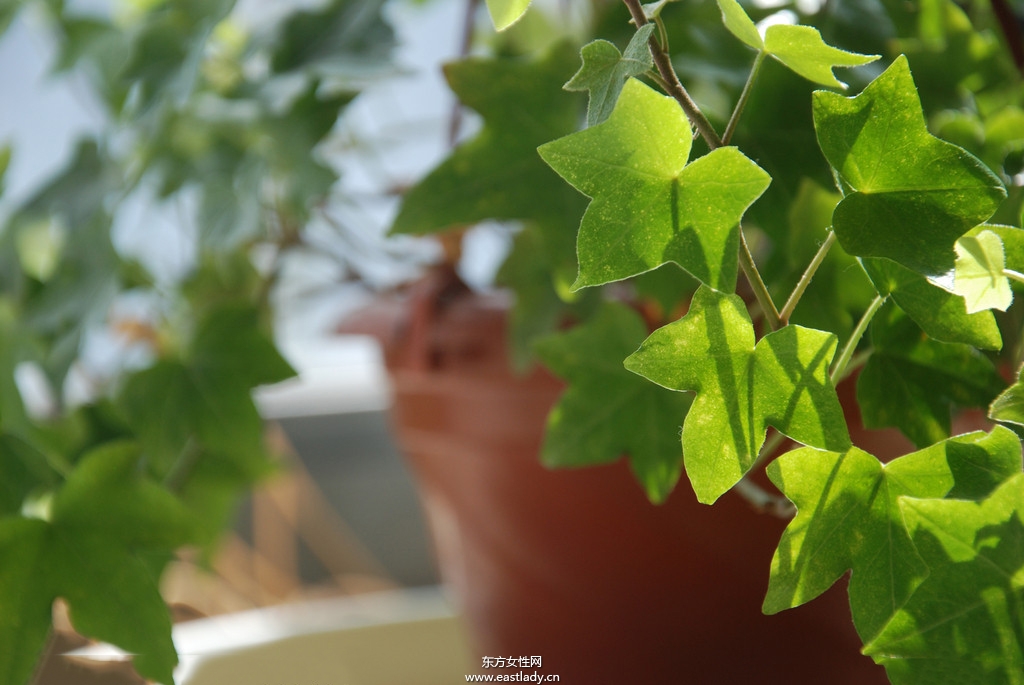 6款适合室内养的植物 让你生机勃勃招财又进宝