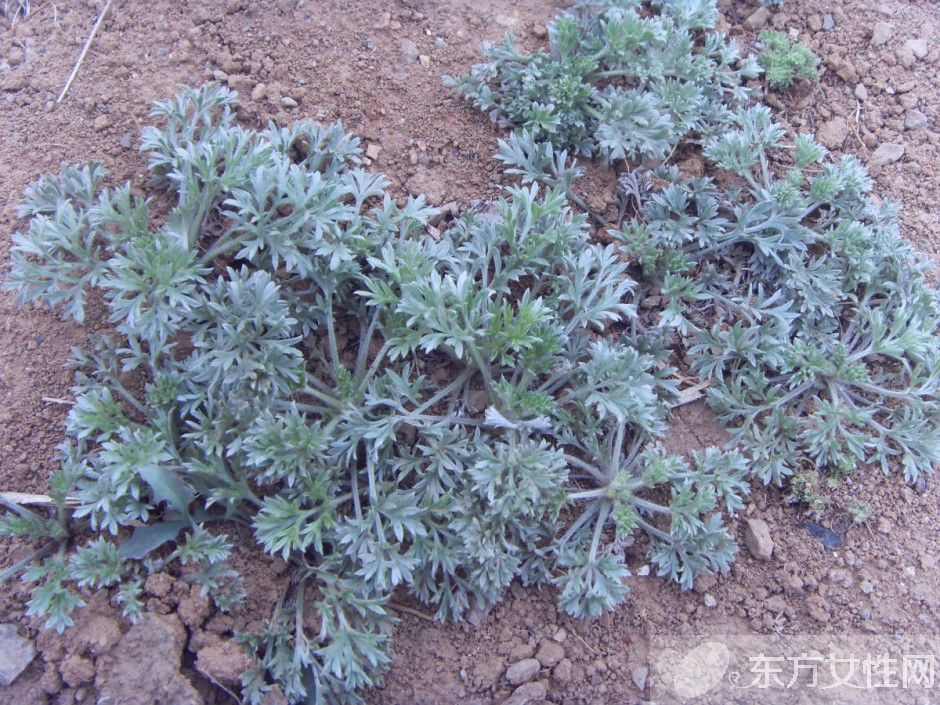 高血脂的治疗与饮食 最见效的食疗方法推荐