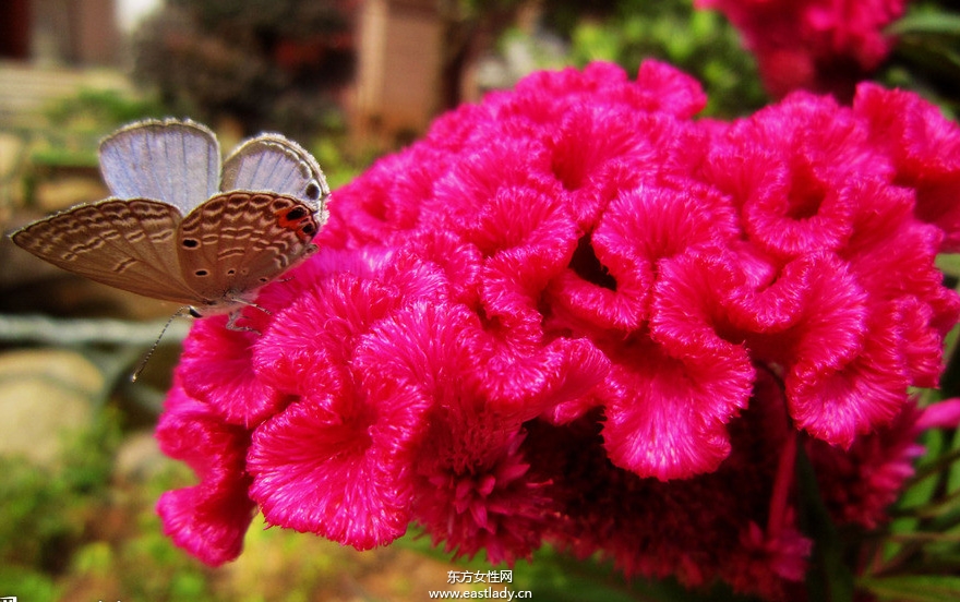 鸡冠花的功效与作用 揭密鸡冠花的药用价值