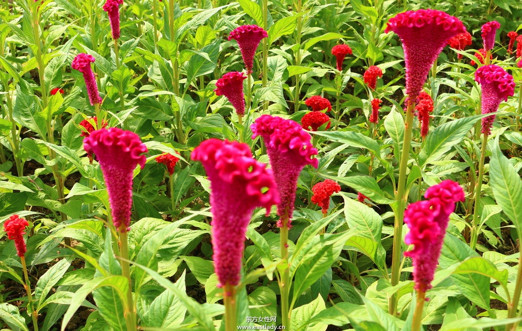 鸡冠花的功效与作用 揭密鸡冠花的药用价值