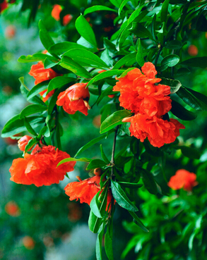 怎样白发变黑发 食疗方让你白发变黑发