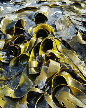 高血压吃什么好 高血压患者七大饮食原则