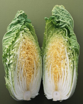 健康饮食 冬季膳食养生必备的四大食物