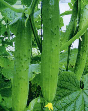 排毒食物 最适合春夏排毒的6种蔬果