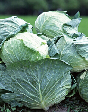 包菜怎么做好吃 包菜食谱调理你肠胃