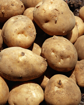 孕妇吃什么好 专家解答孕妇的最佳饮食