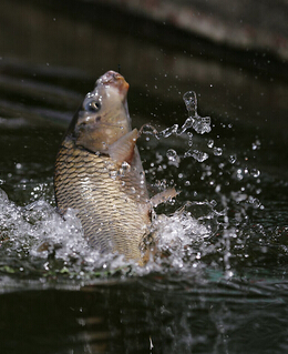 春季养生 吃鱼时需注意的八种禁忌