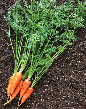 脱发怎么办 脱发患者吃什么好