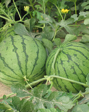 口腔溃疡怎么办 口腔溃疡吃什么水果好