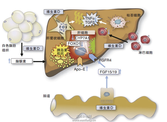 老中医手把手教你应当如何治疗肝病