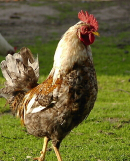 孕妇饮食禁忌 导致畸型胎儿的6种食物