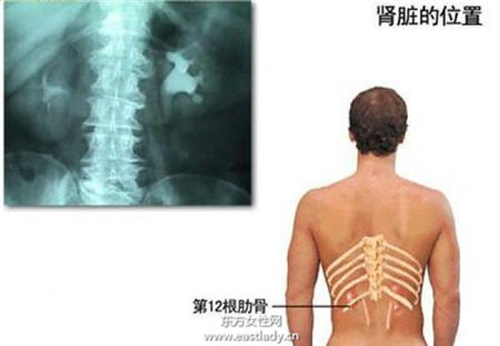 学起来 10种不花钱的补肾妙方