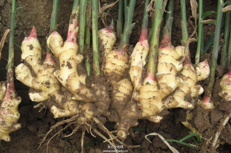 为什么晚上不能吃姜 晚上吃姜对身体有哪些危害呢