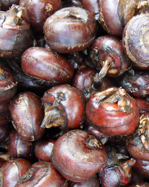 肾结石怎么办 肾结石吃什么好