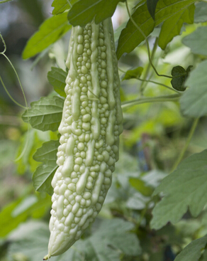 白癜风治疗 白癜风患者饮食保健