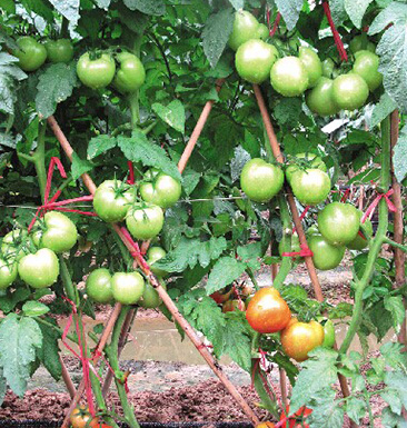 冬天西红柿可以吃吗 如何正确挑选西红柿