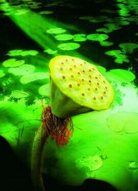 口腔溃疡的治疗方法 口腔溃疡的小偏方