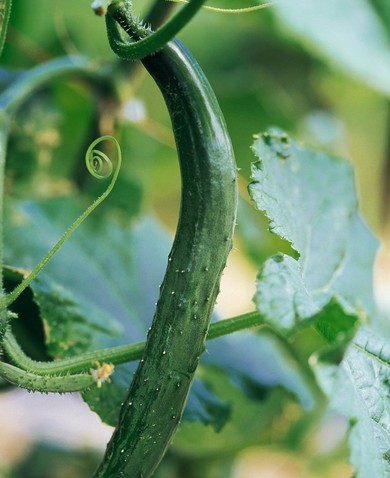 祛斑最好的方法 中医疗法老人斑经典食疗方