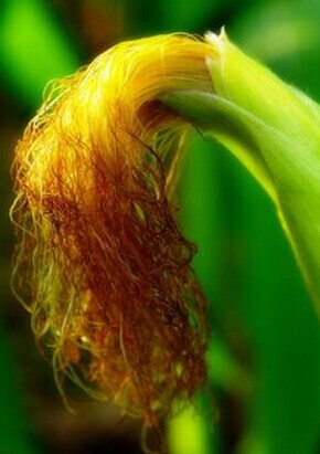 脑瘫治疗 有利于脑瘫儿营养吸收的食疗方