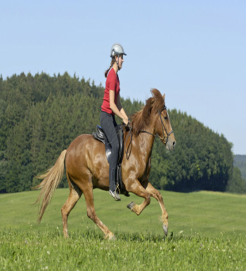 初学者骑马须知  教你如何上下马