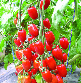 男性如何不老 男人必备六种不老 补药