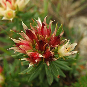 如何益气补血 气虚体弱者的红景天食疗法