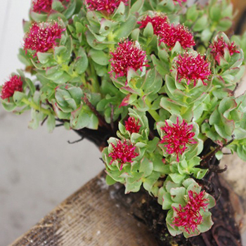 如何补血益气 红景天的功效以及成分