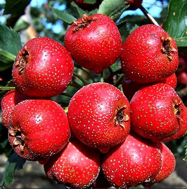 易患口腔溃疡的人群注意啦 试试双耳山楂汤