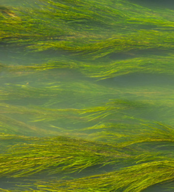 游泳腿抽筋怎么办 游泳时出现意外如何自救