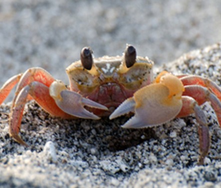 孕妇饮食的注意事项 孕妇不能吃什么肉