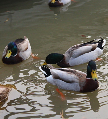 如何正确搭配吃鸭肉 如何正确挑选鸭肉