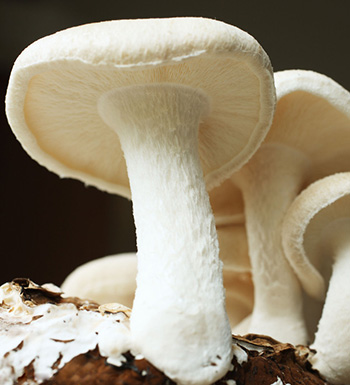 喝中药期间能喝茶吗 喝中药有哪些饮食禁忌