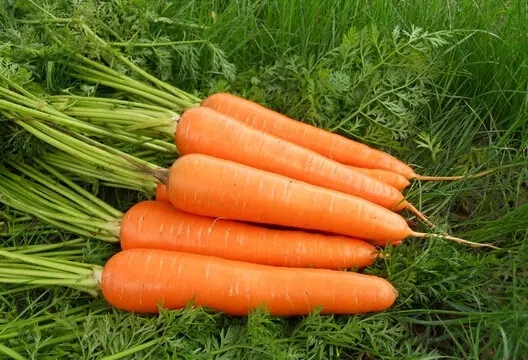 延年益寿食物大全 常见10中延年益寿的食物