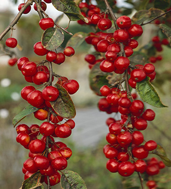 秋季有哪些时令水果  有哪些营养价值和功效