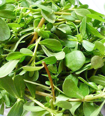 长生不老不靠谱 4种食物助你延年益寿