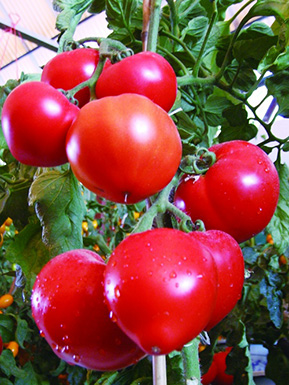 女性养生吃什么好呢 保养皮肤的饮食宜与忌