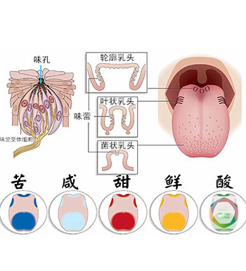  肥 是一种味道 第六种味觉将要产生