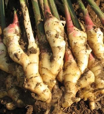 泡澡有些什么好处 泡澡的正确方法是什么