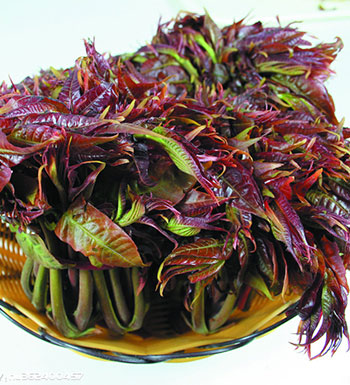 榴莲可治痛经 5种异味食物其实是至宝